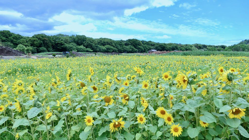 early blooming Sun flower