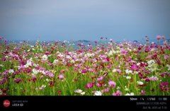 令和七年 コスモス 端島