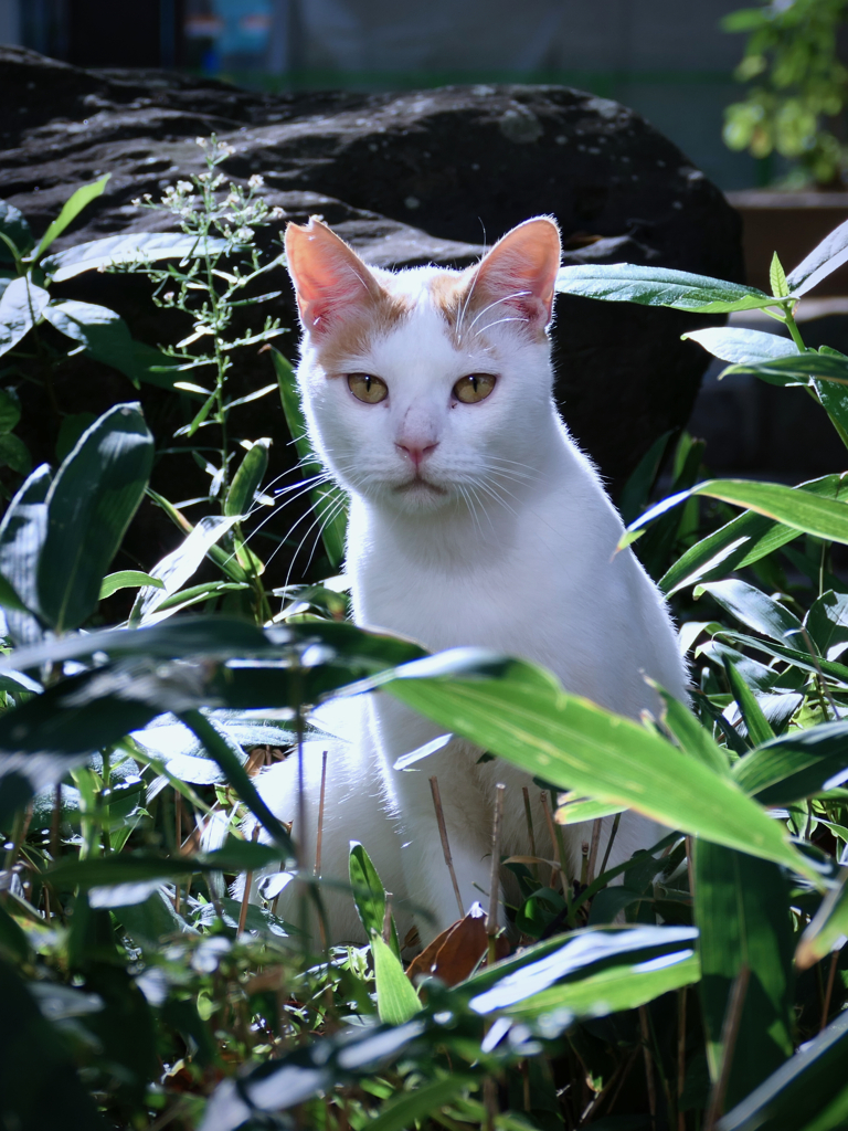Finding Nagasaki Cat 2022 No 12