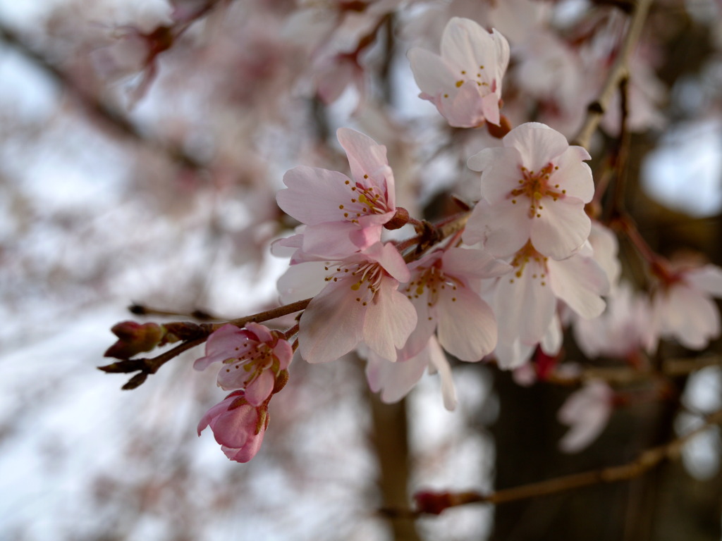 本日の : SAKURA