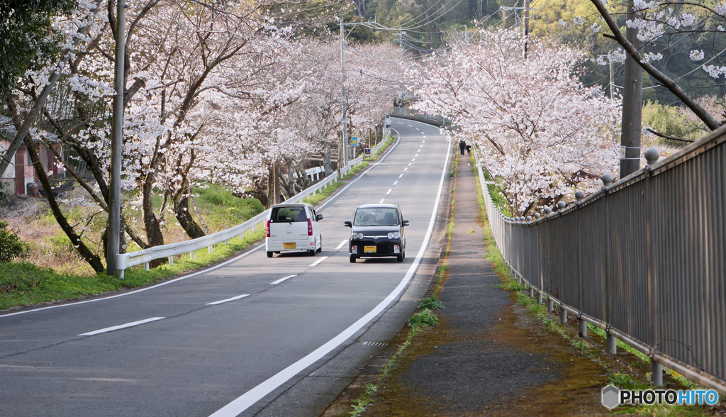 春が今年もやってきた 桜が綺麗にさいとるね 2019