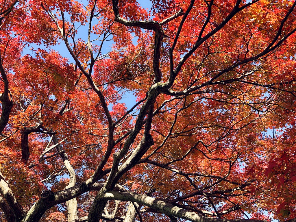 Iroduku, Autumn leaves, Kyoto