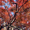Iroduku, Autumn leaves, Kyoto
