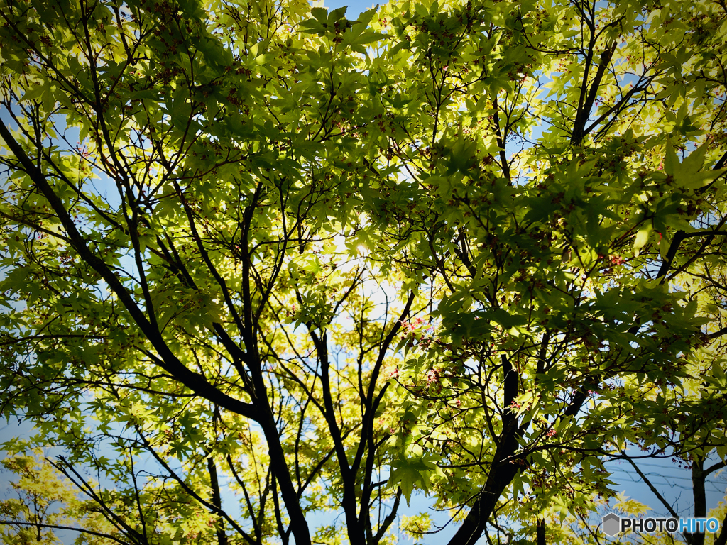 Japanese maple in my Garden, April 2019