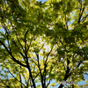 Japanese maple in my Garden, April 2019