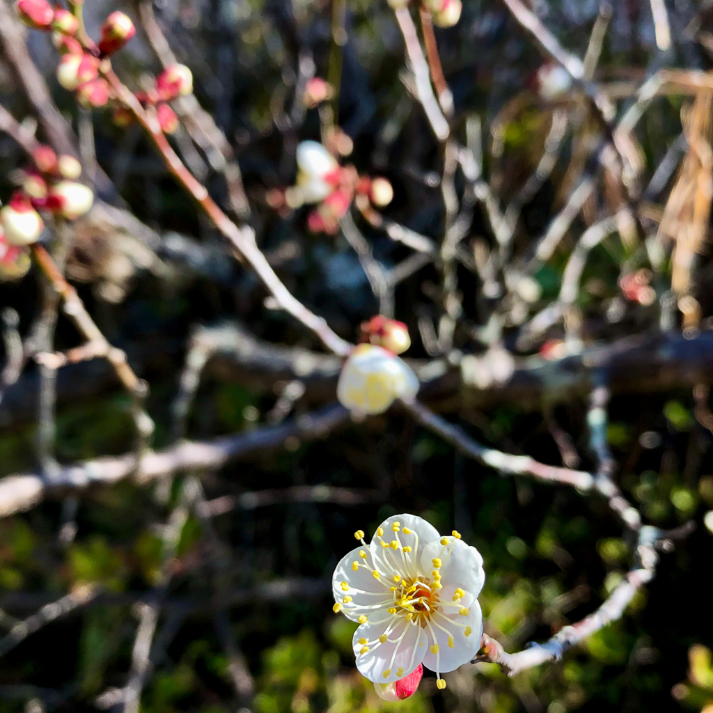 梅は咲いたか、桜は