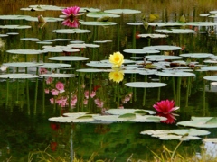  Nature : Water reflections 