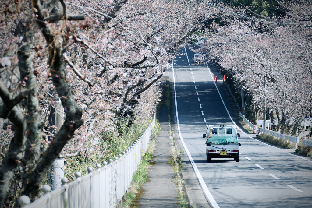 Nagasaki Scape : 207号線に春が今年もやってきた