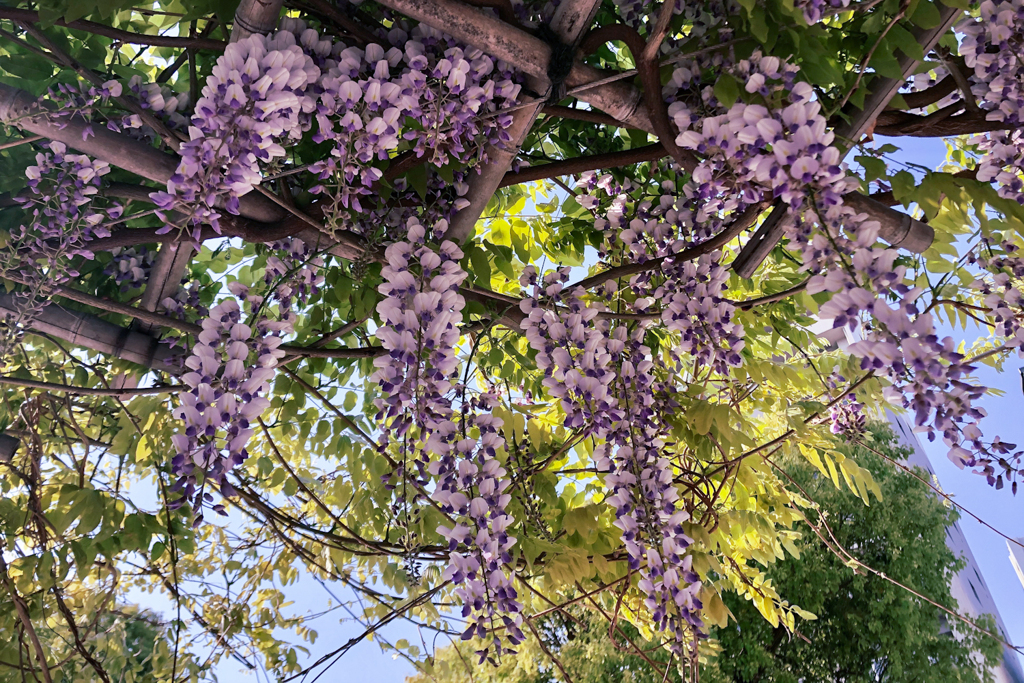 出島で花サイタ