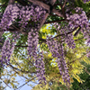 出島で花サイタ