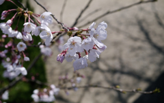 本日の：風頭公園の桜