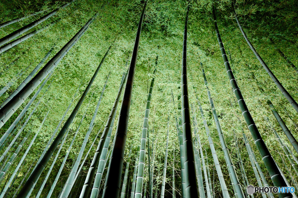 Lightup bamboo, Kyoto