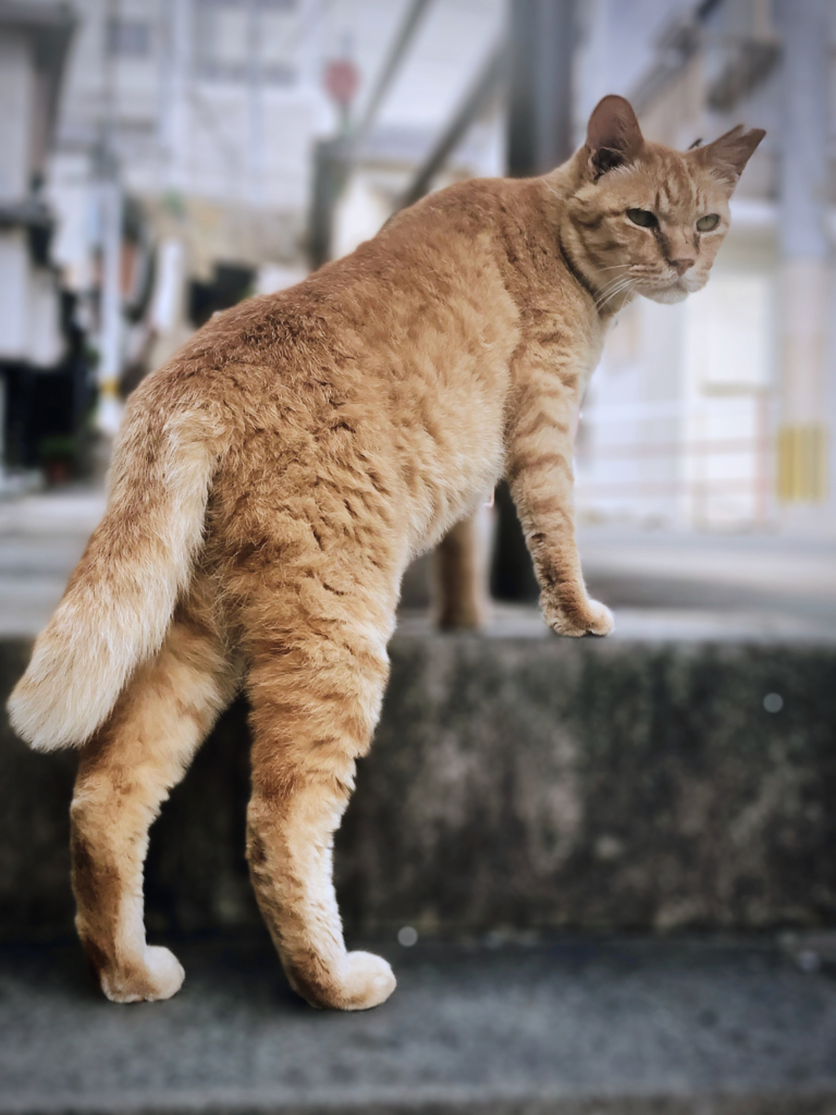 NAGASAKI STRAYCAT