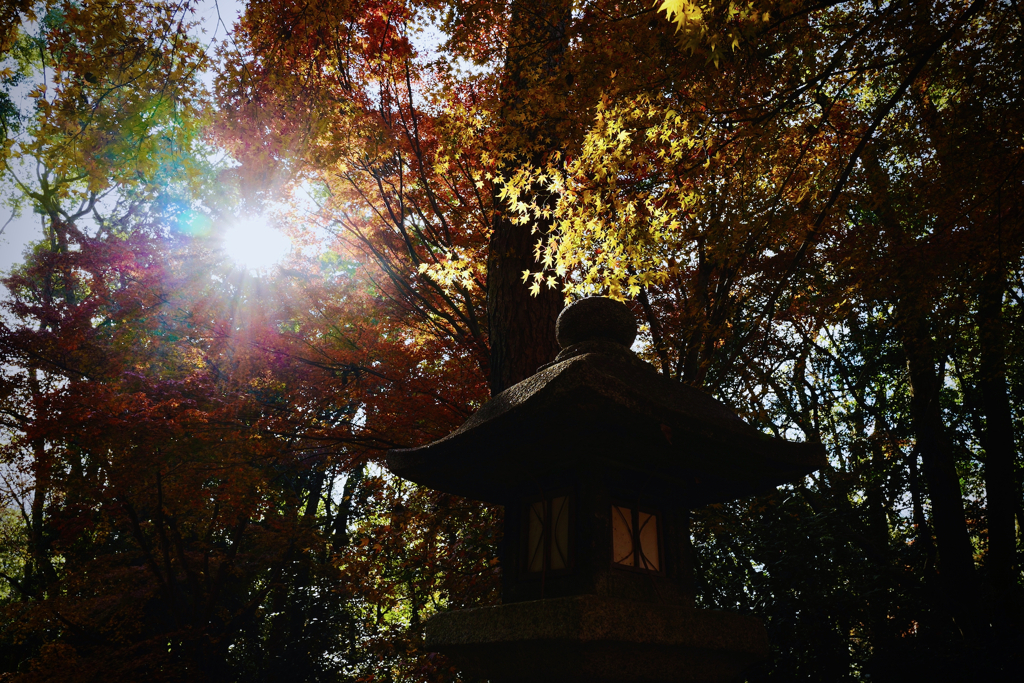 京都下鴨神社、糺の森 令和元年 師走