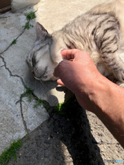 Finding Nishinari Stray Cat, OSAKA #1