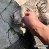 Finding Nishinari Stray Cat, OSAKA #1