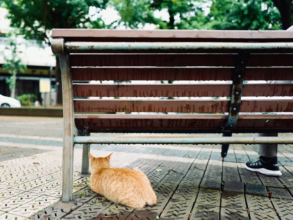 Finding Nagasaki Cat extra