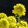 Yellow : F 5.6