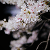 Sakura Drops 2022, Nagasaki