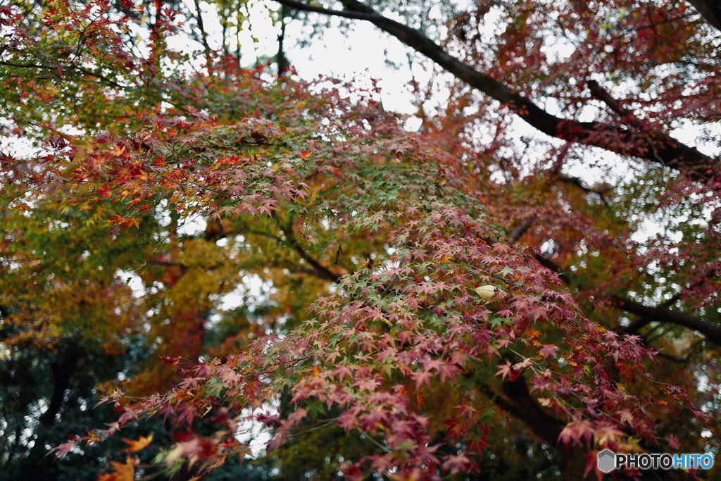 Walking around Shimogamo, Kyoto 2018 Dec