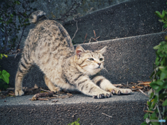 Finding Nagasaki Stray Cat