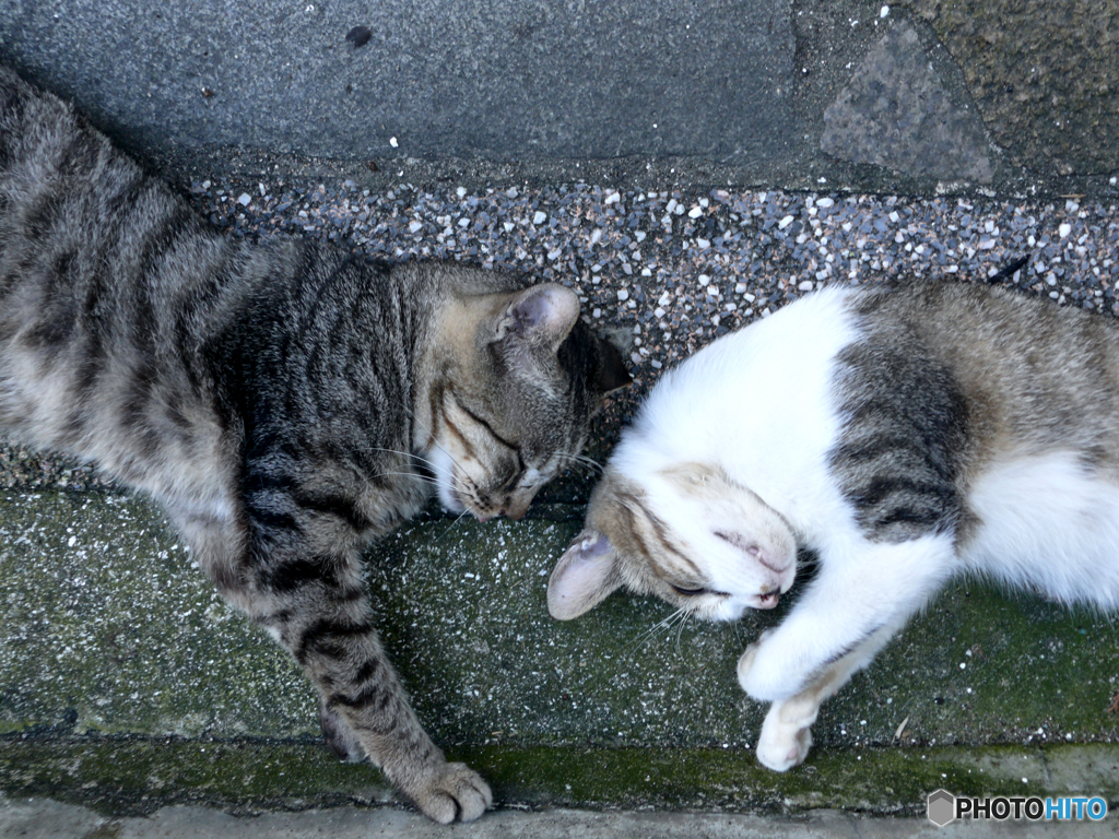 Finding Nagasaki Cat July 2016 #2