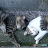 Finding Nagasaki Cat July 2016 #2
