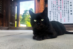 京都の初夏、梅宮大社のねこ