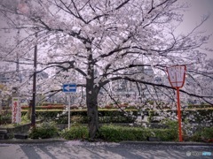 Miyagawa-Suji, SAKURA