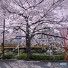 Miyagawa-Suji, SAKURA