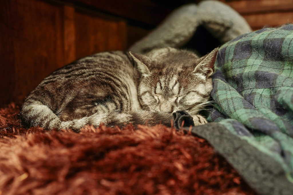 京都のねこ、その後