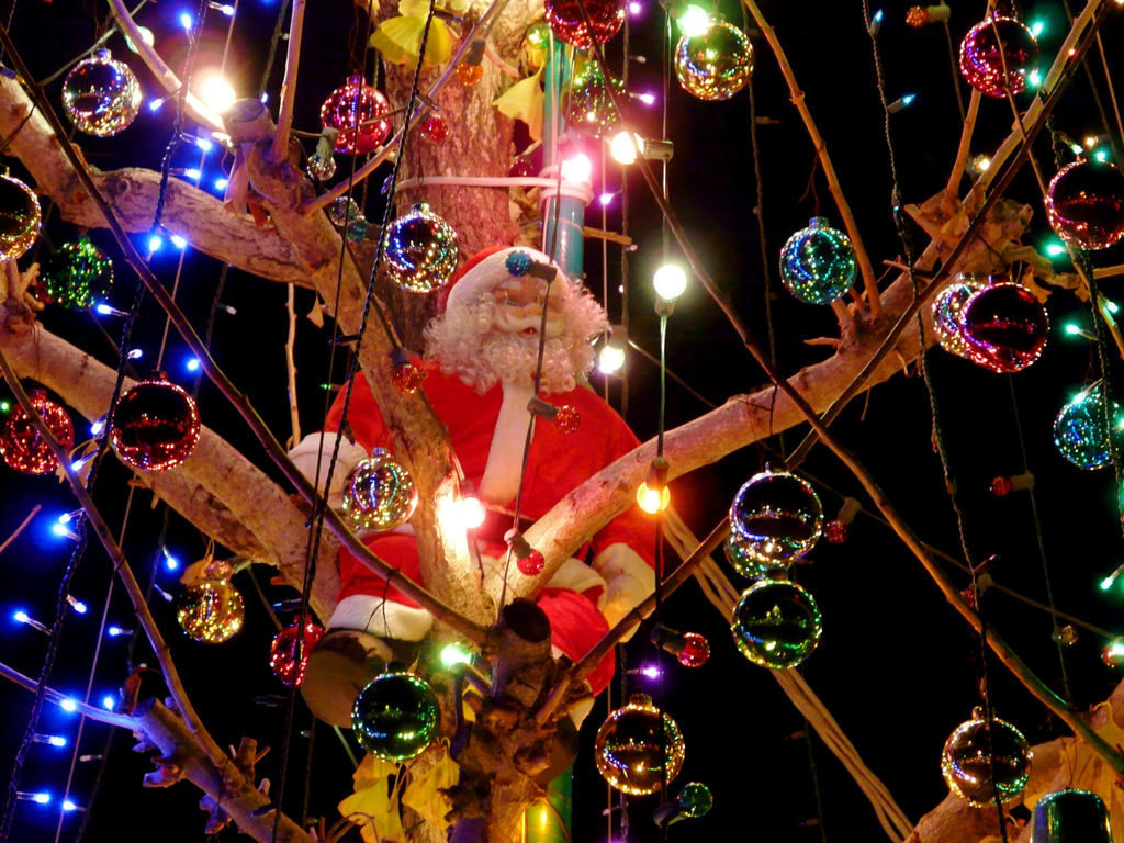 tree in santa