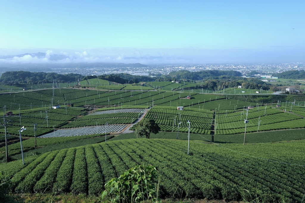 Green tea fields, Yame fukuoka