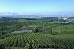 Green tea fields, Yame fukuoka