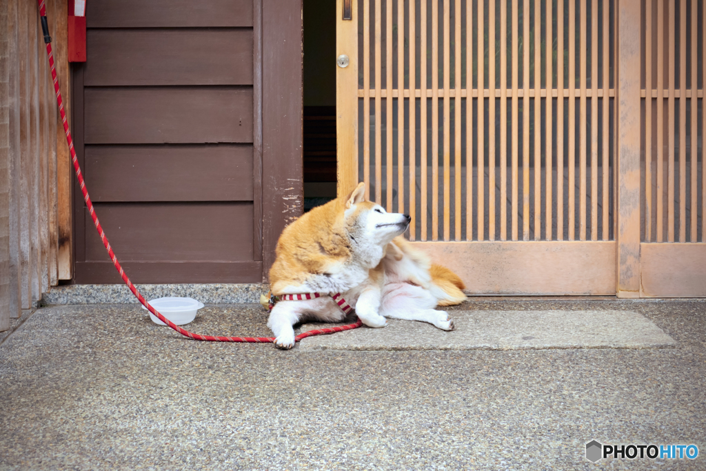 祇園町のワンコ