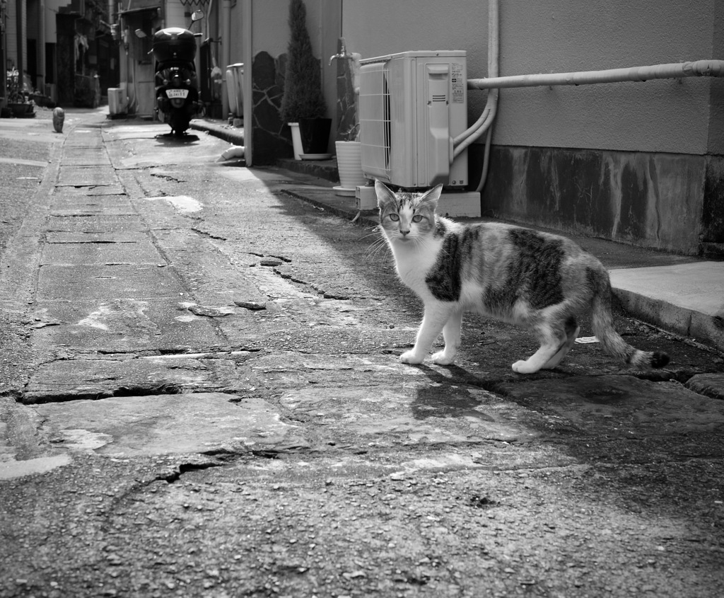 Finding Nagasaki Cats 2021 No2