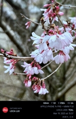 Early blooming yesterday