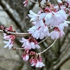 Early blooming yesterday