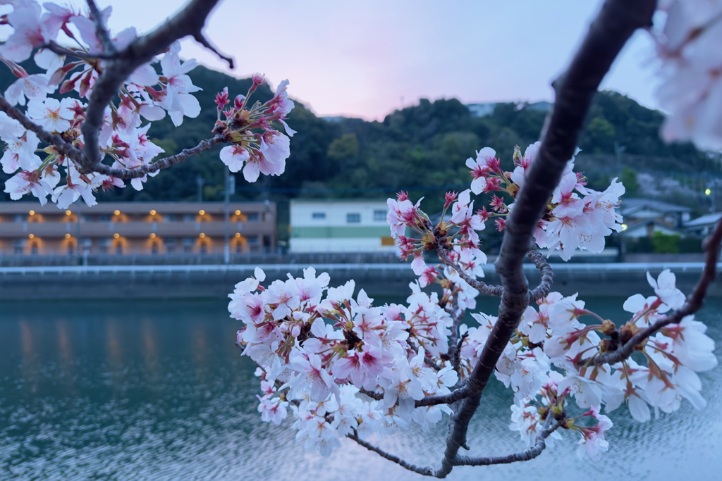 Last Shot sakura, Nagasaki