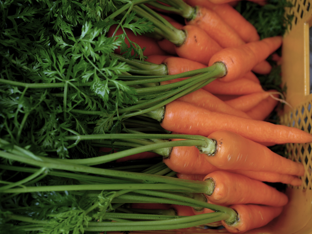 本日の : Carrot : 75days after sowing