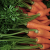 本日の : Carrot : 75days after sowing