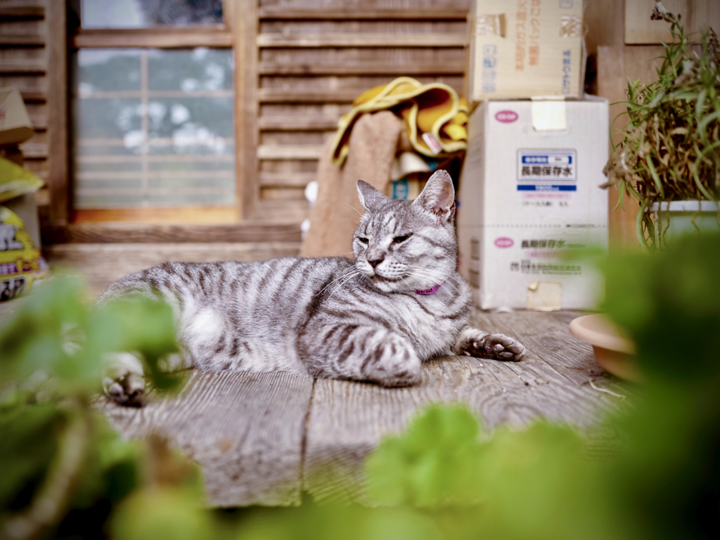 八朔、京都のねこ