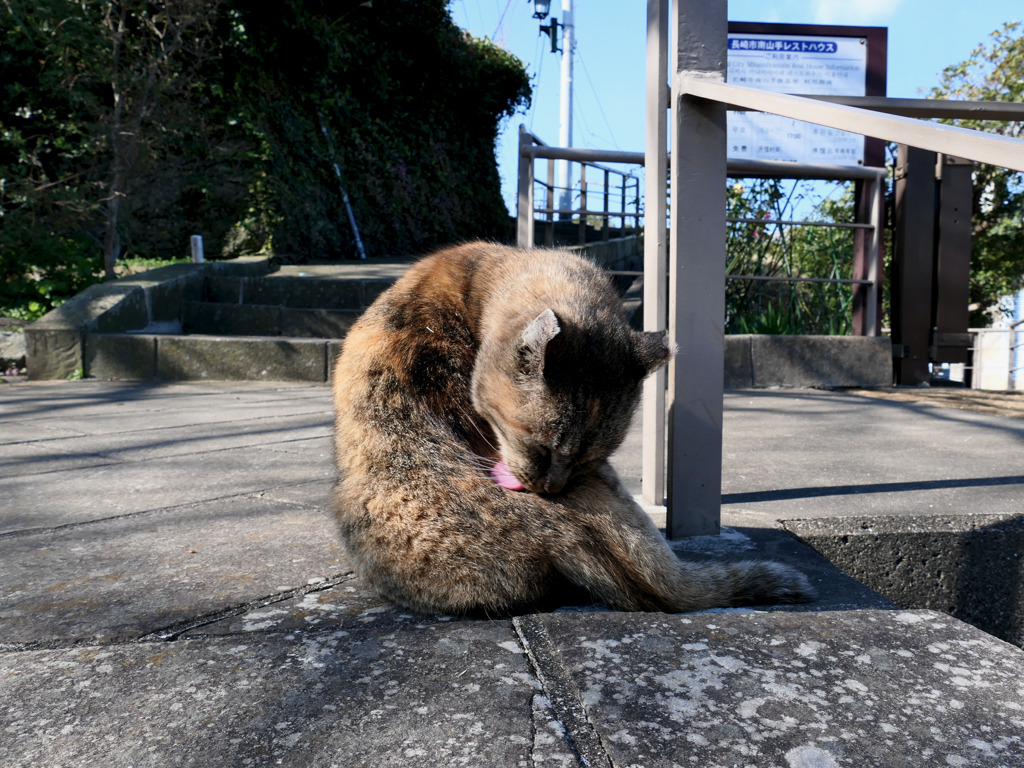 Finding Nagasaki Cat 2020 II