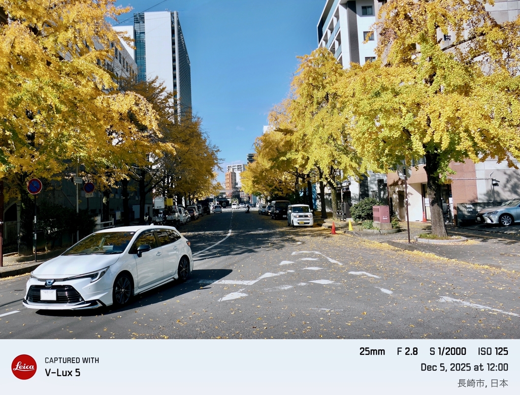 Ginko trees 2025 NAGASAKI