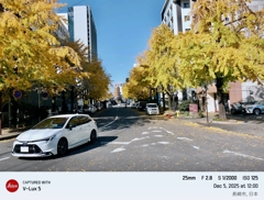 Ginko trees 2025 NAGASAKI