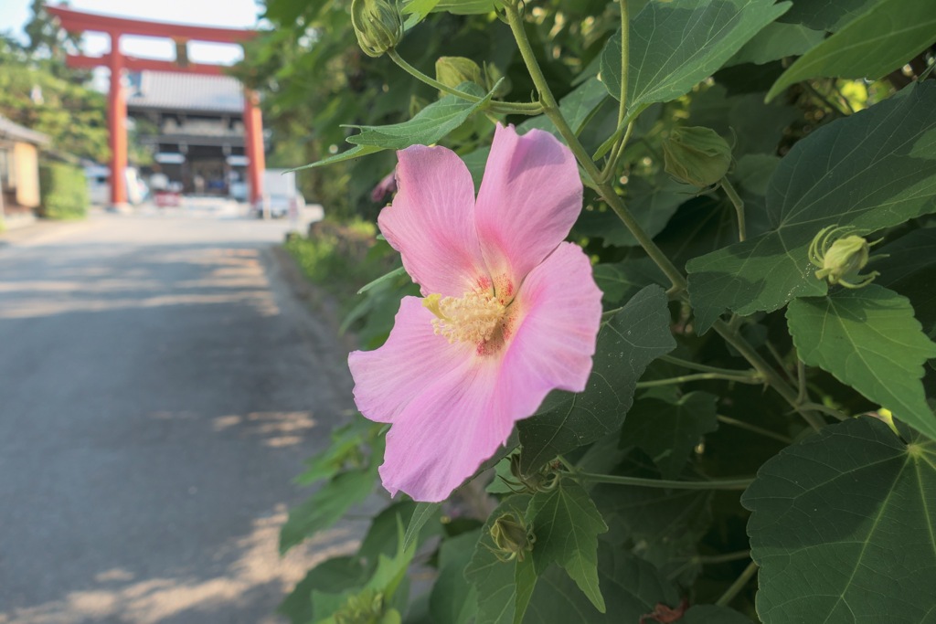 ブレイクタイム：道端の花 梅宮大社