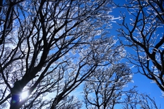 Looking up