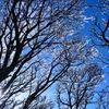 Looking up