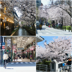 Rambling Kyoto Sakura