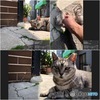Finding Nishinari Stray Cat, OSAKA